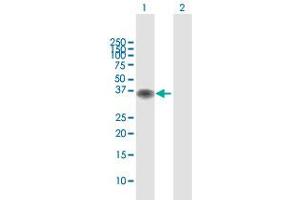 Western Blot analysis of BOLL expression in transfected 293T cell line by BOLL MaxPab polyclonal antibody. (BOLL 抗体  (AA 1-295))