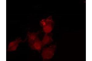 Immunofluorescence (fixed cells) (IF/ICC) image for anti-Mitogen-Activated Protein Kinase 1 (MAPK1) (Internal Region) antibody (ABIN6254915)