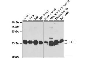 Western blot analysis of extracts of various cell lines using CFL2 Polyclonal Antibody at dilution of 1:1000. (Cofilin 2 抗体)