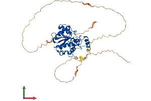 Protein Structure (PS) image for Thymine-DNA Glycosylase (TDG) (AA 1-410) protein (His tag) (ABIN7555761)