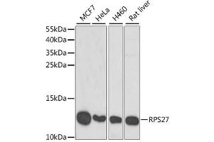 Western blot analysis of extracts of various cell lines, using RPS27 antibody. (RPS27 抗体  (AA 1-84))