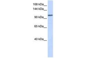 Image no. 1 for anti-WD Repeat Domain 63 (WDR63) (AA 288-337) antibody (ABIN6743668) (WDR63 抗体  (AA 288-337))