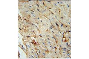 Immunohistochemistry analysis in Formalin Fixed, Paraffin Embedded Human stomach tissue stained with SCARA5 Antibody (C-term) followed by peroxidase conjugation of the secondary antibody and DAB staining. (SCARA5 抗体  (C-Term))