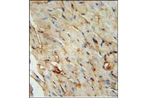 Immunohistochemistry analysis in Formalin Fixed, Paraffin Embedded Human stomach tissue stained with SCARA5 Antibody (C-term) followed by peroxidase conjugation of the secondary antibody and DAB staining.