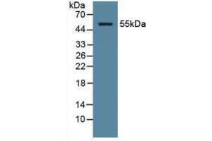 Western blot analysis of Human Serum. (ODC1 抗体  (AA 15-259))