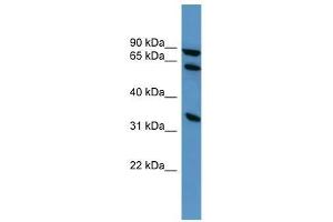 ELMO1 antibody used at 0. (ELMO1 抗体  (C-Term))