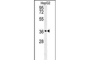 CCND1- antibody (ABIN651507 and ABIN2840269) western blot analysis in HepG2 cell line lysates (35 μg/lane). (Cyclin D1 抗体  (AA 203-238))