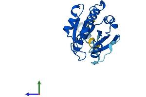 Protein Structure (PS) image for ADP-Ribosylation Factor-Like 8B (ARL8B) (AA 1-186) protein (His tag) (ABIN7552387)