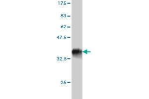Western Blot detection against Immunogen (36.