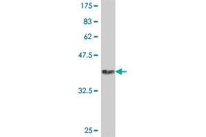 Western Blot detection against Immunogen (37. (IDE 抗体  (AA 920-1019))