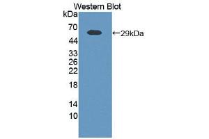 Western blot analysis of the recombinant protein. (NAMPT 抗体  (AA 1-491))
