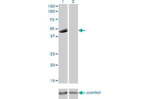 Western blot analysis of P2RX5 over-expressed 293 cell line, cotransfected with P2RX5 Validated Chimera RNAi (Lane 2) or non-transfected control (Lane 1). (P2RX5 抗体  (AA 126-224))