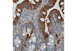 Immunohistochemical staining (Formalin-fixed paraffin-embedded sections) of human duodenum with APOA4 monoclonal antibody, clone CL0465  shows strong cytoplasmic positivity in glandular cells. (APOA4 抗体)