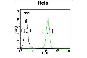 Flow cytometric analysis of Hela cells (right histogram) compared to a negative control cell (left histogram). (GTF3C4 抗体  (N-Term))