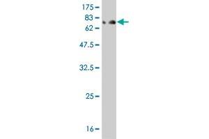 Western Blot detection against Immunogen (85. (IFNA2 抗体  (AA 24-188))
