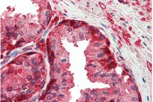 ABIN185418 (5µg/ml) staining of paraffin embedded Human Prostate. (GSTP1 抗体  (Internal Region))