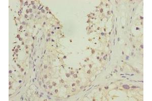 Immunohistochemistry of paraffin-embedded human testis tissue using ABIN7165635 at dilution of 1:100 (HOOK1 抗体  (AA 301-600))
