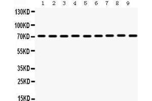 Western Blotting (WB) image for anti-Heat Shock 70kDa Protein 8 (HSPA8) (AA 520-614) antibody (ABIN3043852)