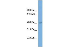 WB Suggested Anti-MAPK1 Antibody Titration: 0. (ERK2 抗体  (Middle Region))