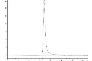 The purity of Biotinylated Human CD200 R1 is greater than 95 % as determined by SEC-HPLC.