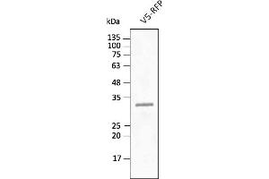 Western Blotting (WB) image for anti-tdTomato Fluorescent Protein (tdTomato) antibody (DyLight 488) (ABIN7273112) (tdTomato 抗体  (DyLight 488))