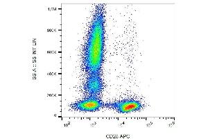 Surface staining of human peripheral blood leukocytes with anti-human CD28 (CD28. (CD28 抗体  (APC))