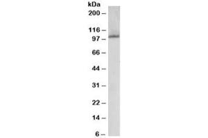 Western blot testing of human liver lysate with JIK antibody at 0. (TAO Kinase 3 抗体)