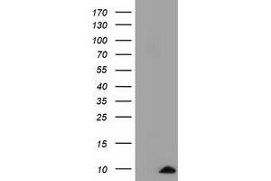 Western Blotting (WB) image for anti-Cytochrome C Oxidase Subunit VIa Polypeptide 1 (COX6A1) antibody (ABIN1497585) (COX6A1 抗体)