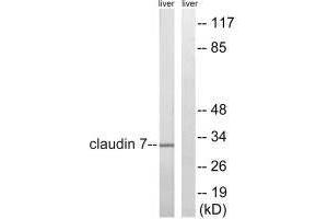 Western blot analysis of extracts from rat liver cells, using Claudin 7 (Ab-210) antibody. (Claudin 7 抗体  (Tyr210))