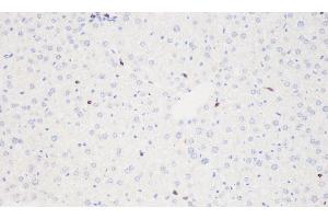 Immunohistochemistry analysis of paraffin-embedded mouse liver using THY1 Polyclonal Antibody at dilution of 1:500. (CD90 抗体)