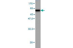 Western Blotting (WB) image for anti-Septin 10 (SEPT10) (AA 1-454) antibody (ABIN566863)