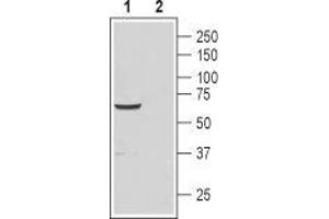 Western blot analysis of rat testis lysate: - 1. (CATSPER4 抗体  (1st Extracellular Loop))
