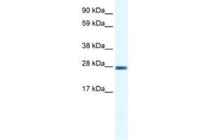 Western Blotting (WB) image for anti-Cl Ion Channel 1 antibody (ABIN2461091) (Cl Ion Channel 1 抗体)