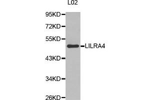 Western Blotting (WB) image for anti-Leukocyte Immunoglobulin-Like Receptor, Subfamily A (With TM Domain), Member 4 (LILRA4) antibody (ABIN1875503) (LILRA4 抗体)