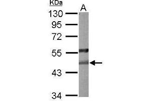 WB Image Sample (50 ug of whole cell lysate) A: mouse liver 10% SDS PAGE antibody diluted at 1:1000 (PON2 抗体)