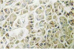 Immunohistochemistry (IHC) analyzes of Granzyme H antibody in paraffin-embedded human pancreas tissue. (GZMH 抗体)