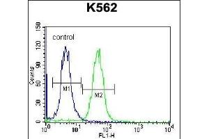 Flow Cytometry (FACS) image for anti-Calcium Channel, Voltage-Dependent, gamma Subunit 4 (CACNG4) (AA 147-175) antibody (ABIN656794)