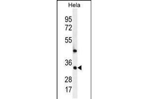 Western blot analysis in Hela cell line lysates (35ug/lane). (MED7 抗体  (AA 83-111))