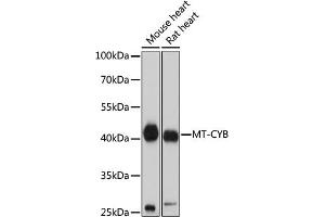 Western blot analysis of extracts of various cell lines, using MT-CYB antibody (ABIN7268595) at 1:1000 dilution.