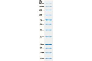 SDS-PAGE (SDS) image for ExcelBand™ All Blue Broad Range Protein Marker (ABIN5662606)