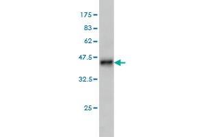 Western Blot detection against Immunogen (36. (LRRN2 抗体  (AA 532-630))