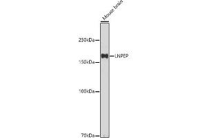 Western blot analysis of extracts of Mouse brain, using LNPEP antibody (ABIN6129286, ABIN6143284, ABIN6143285 and ABIN6215523) at 1:500 dilution. (LNPEP 抗体  (AA 1-110))