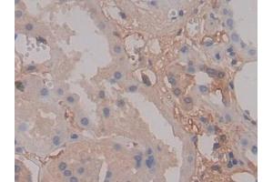 Detection of FGA in Human Kidney Tissue using Polyclonal Antibody to Fibrinogen Alpha Chain (FGA) (FGA 抗体  (AA 124-214))