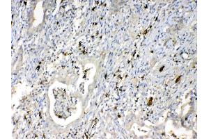 Immunohistochemistry (IHC) image for anti-Hemoglobin, delta (HBd) (AA 2-147) antibody (ABIN5518999)