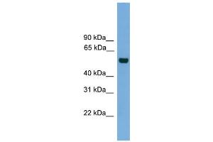 WB Suggested Anti-CLK1  Antibody Titration: 0. (CLK1 抗体  (N-Term))