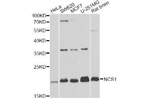 Western blot analysis of extracts of various cell lines, using NCS1 antibody. (NCS1 抗体)