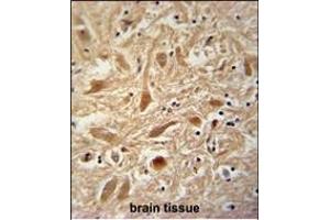 ARPC1A Antibody (Center) (ABIN390418 and ABIN2840806) immunohistochemistry analysis in formalin fixed and paraffin embedded human brain tissue followed by peroxidase conjugation of the secondary antibody and DAB staining. (ARPC1A 抗体  (AA 157-184))