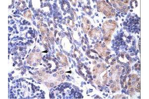 Image no. 1 for anti-TNF Receptor-Associated Protein 1 (TRAP1) (AA 41-90) antibody (ABIN202875) (TRAP1 抗体  (AA 41-90))