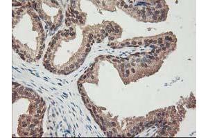 Image no. 13 for anti-NIF3 NGG1 Interacting Factor 3-Like 1 (NIF3L1) antibody (ABIN1496615) (NIF3L1 抗体)