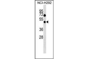Western blot analysis of Orexin receptor type 1 Antibody (Center) in NCI-H292 cell line lysates (35ug/lane). (HCRTR1 抗体  (Middle Region))